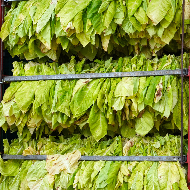 citrus tobacco Buy Mandarin Mint (Citrus Mint) Hookah Tobacco Flavor Online citrus tobacco Buy Mandarin Mint (Citrus Mint) Hookah Tobacco Flavor Online