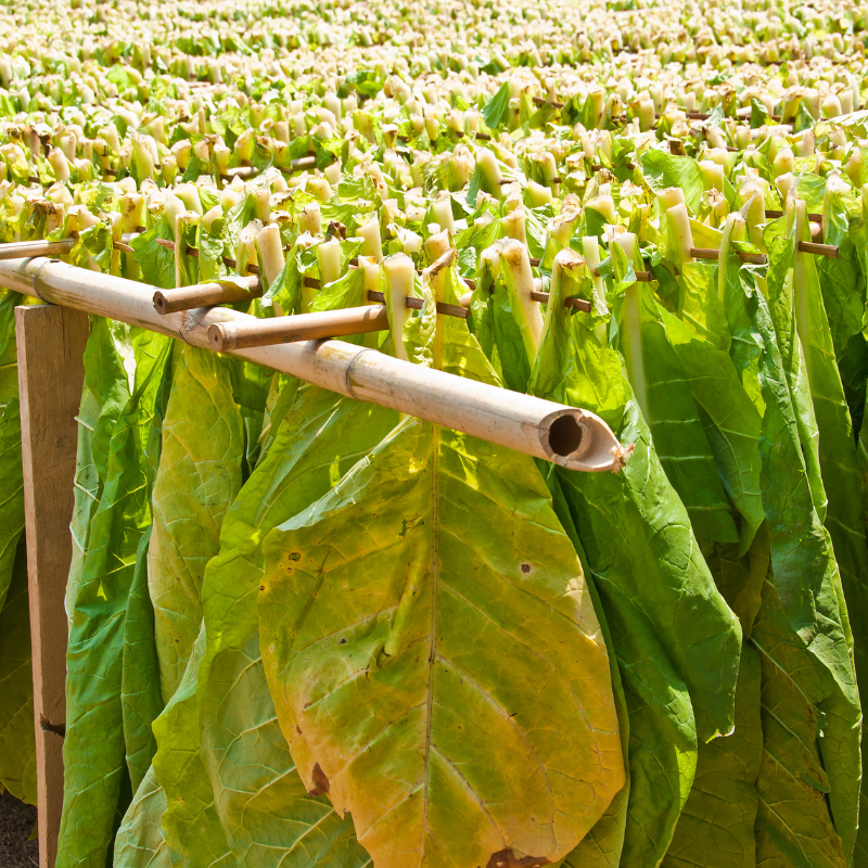 pipe tobacco seeds Dixie Bright Tobacco Seeds Brightleaf tobacco with golden leaves and m – Terra Mater Gardens pipe tobacco seeds Dixie Bright Tobacco Seeds Brightleaf tobacco with golden leaves and m – Terra Mater Gardens