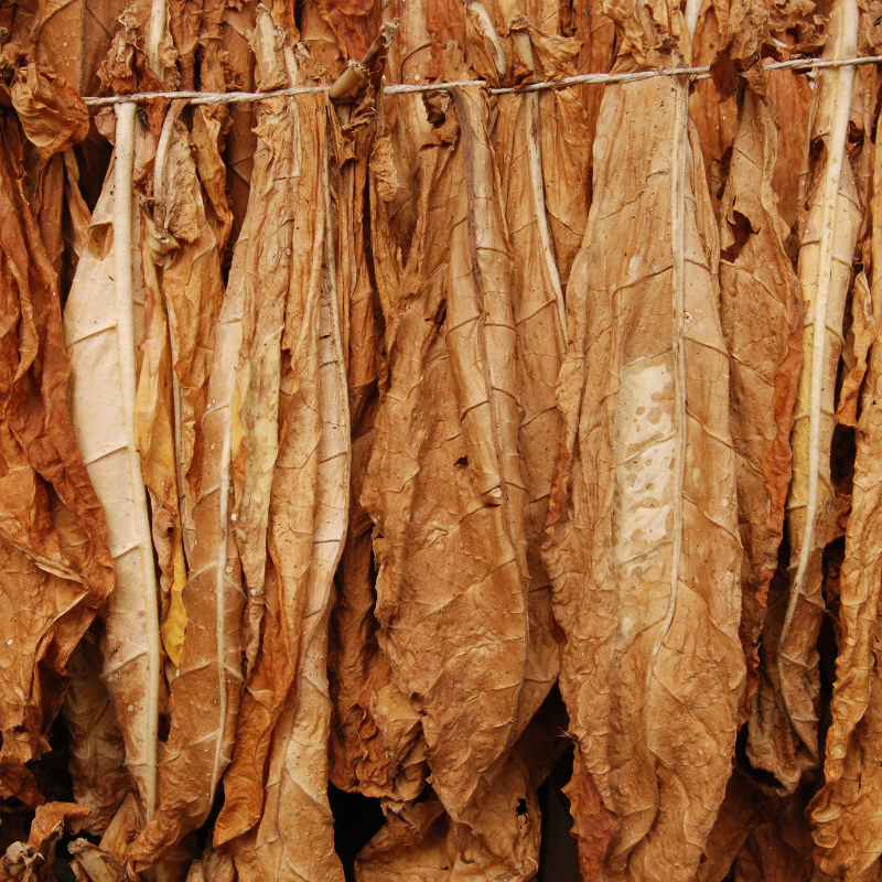 full tobacco leaf Criollo Tobacco Seeds Ancient Cuban variety used in premium cigars. St – Terra Mater Gardens full tobacco leaf Criollo Tobacco Seeds Ancient Cuban variety used in premium cigars. St – Terra Mater Gardens