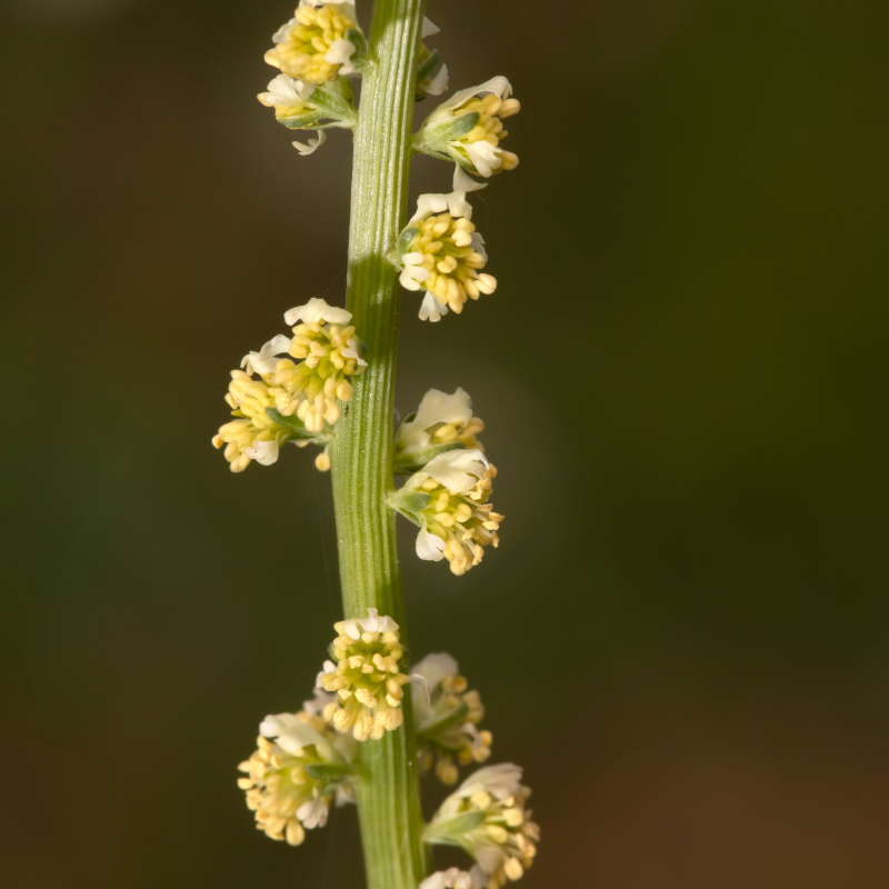 weld plant seeds Weld Seeds (Reseda luteola) Historic source of yellow dye. Tall plant – Terra Mater Gardens