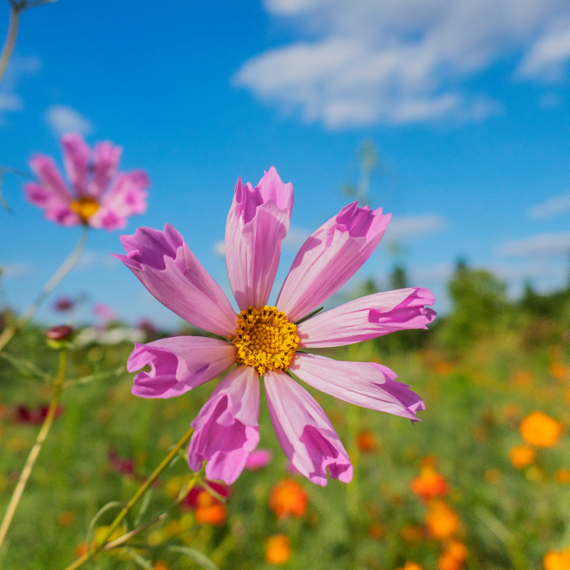 blue cosmos flower seeds Cosmos Sea Shells Seeds (Cosmos bipinnatus) Whimsical fluted petals in – Terra Mater Gardens