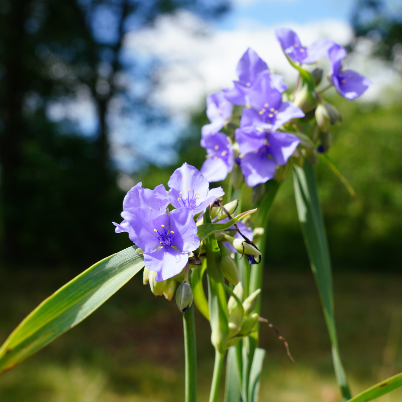 spiderwort plant seeds Prairie Spiderwort Seeds (Tradescantia occidentalis) Showy native wild – Terra Mater Gardens