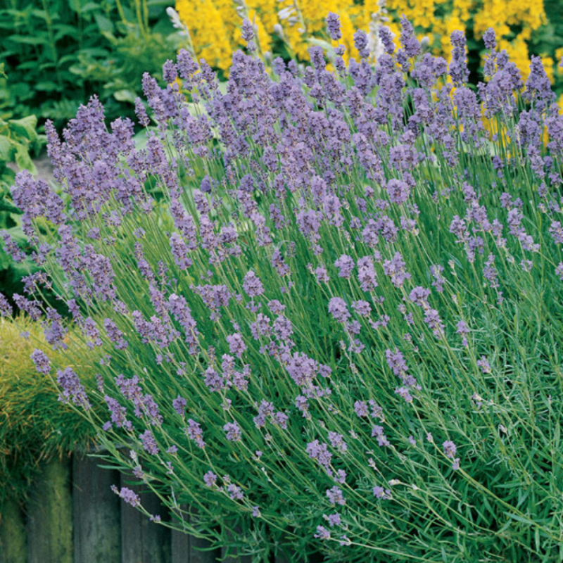 lavender munstead plug plants Lavender Munstead Plant Plug (Lavandula angustifolia 'Munstead') – Com – Terra Mater Gardens