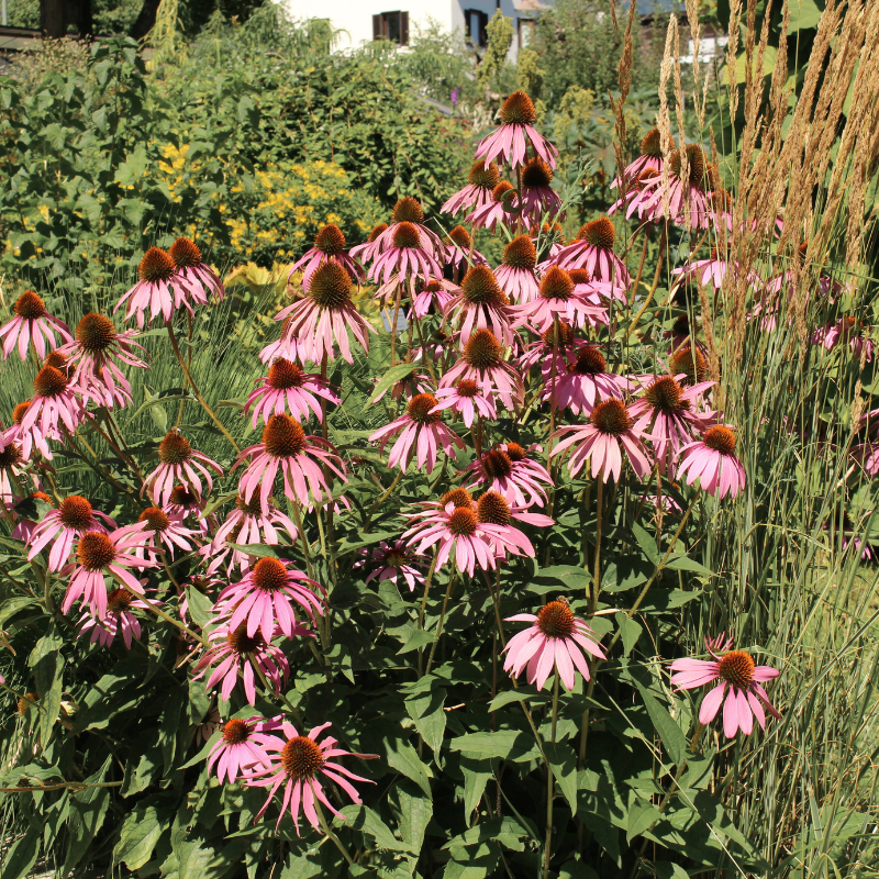 growing echinacea pallida from seed Pale Purple Coneflower Seeds (Echinacea pallida) Graceful native wildf – Terra Mater Gardens