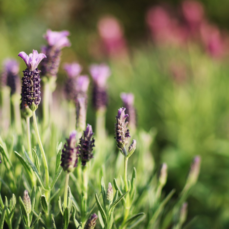 buy french lavender seeds French Lavender Organic Seeds (Lavandula dentata) Fragrant lavender wi – Terra Mater Gardens