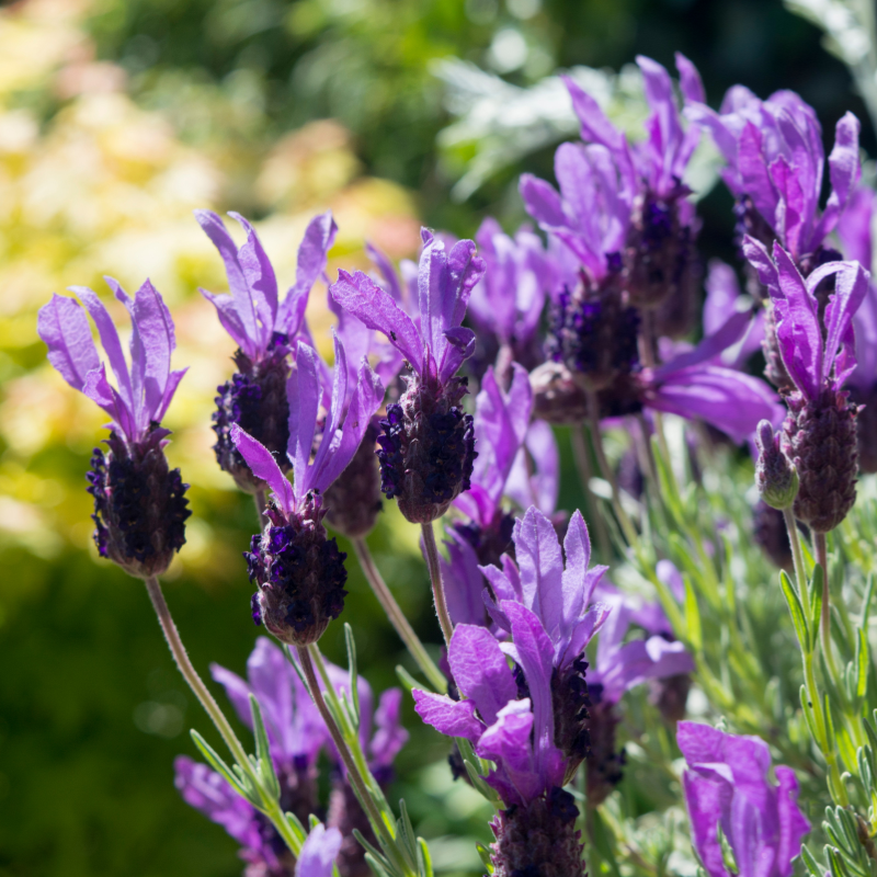 lavender dentata seeds French Lavender Organic Seeds (Lavandula dentata) Fragrant lavender with toothed leaves and purple blooms. Great for borders, crafts, and pollinators.