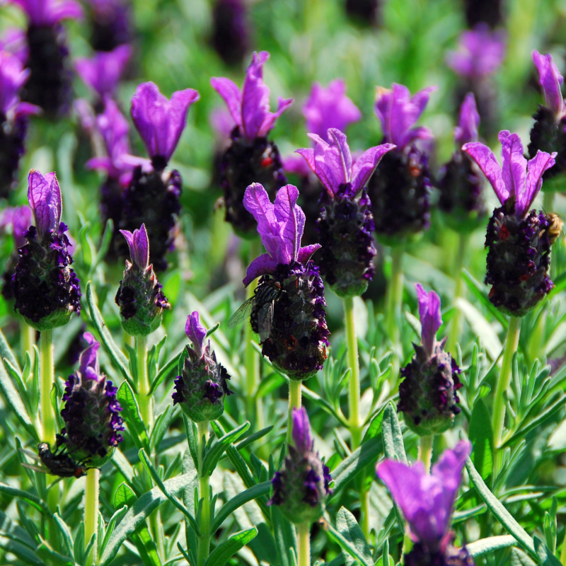 buy french lavender seeds French Lavender Organic Seeds (Lavandula dentata) Fragrant lavender wi – Terra Mater Gardens