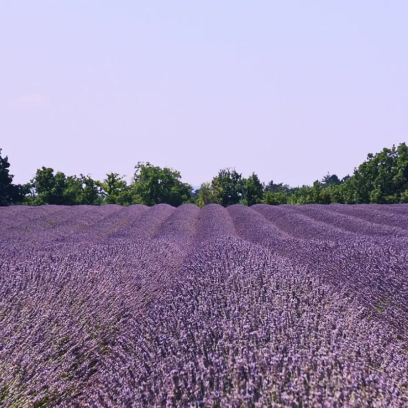 lavender dentata seeds French Lavender Organic Seeds (Lavandula dentata) Fragrant lavender with toothed leaves and purple blooms. Great for borders, crafts, and pollinators.