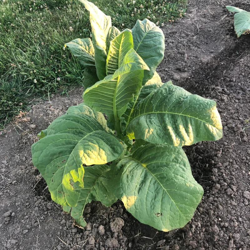 virginia gold tobacco plant Is this really a plant? : r/whatsthisplant Virginia Gold | 300 Tobacco