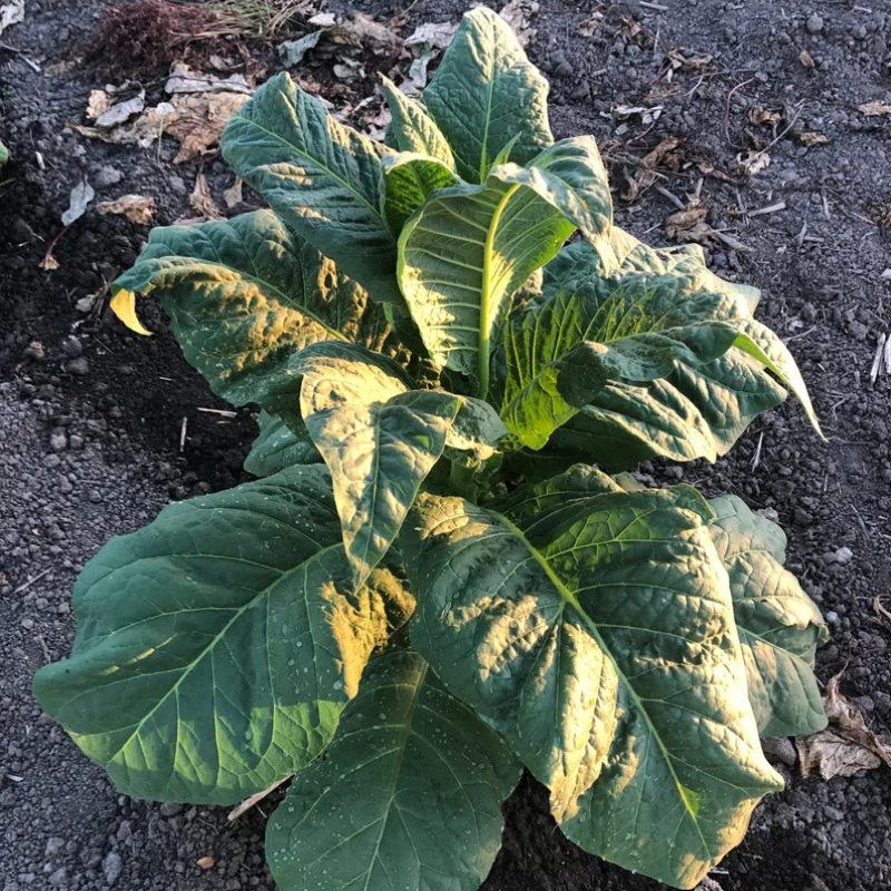brightleaf tobacco Virginia Brightleaf Tobacco Seeds (Nicotiana tabacum) Classic flue-cured  variety known for its smooth flavor and golden leaves