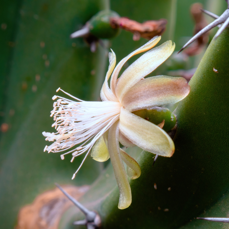 cactus flower seeds Blue Myrtle Cactus Open Pollinated Seeds (Myrtillocactus geometrizans) – Terra Mater Gardens