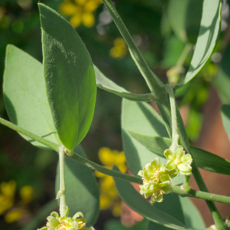 jojoba seeds for planting Jojoba Open Pollinated Seeds (Simmondsia chinensis) Desert native shru – Terra Mater Gardens