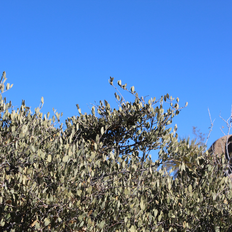 jojoba seeds for planting Jojoba Open Pollinated Seeds (Simmondsia chinensis) Desert native shru – Terra Mater Gardens