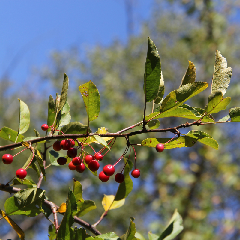 planting chokecherry seeds Chokecherry Open Pollinated Seeds (Prunus virginiana) Cold-hardy North – Terra Mater Gardens