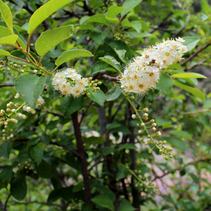 planting chokecherry seeds Chokecherry Open Pollinated Seeds (Prunus virginiana) Cold-hardy North – Terra Mater Gardens