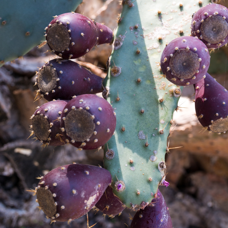 engelmann prickly pear cactus Engelmann's Prickly Pear Seeds (Opuntia engelmannii) Southwestern nati – Terra Mater Gardens