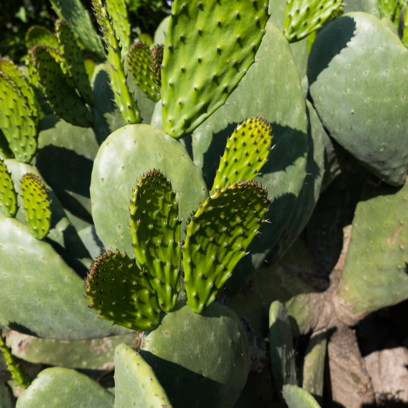 spineless thornless edible nopales prickly pear cactus Burbank Spineless Prickly Pear Seeds (Opuntia ficus-indica) Edible cac –  Terra Mater Gardens