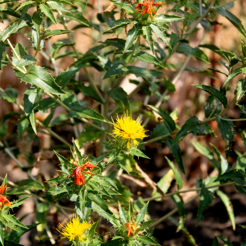 plant safflower seeds Safflower Seeds – Heirloom (Carthamus tinctorius) Drought-tolerant hei – Terra Mater Gardens