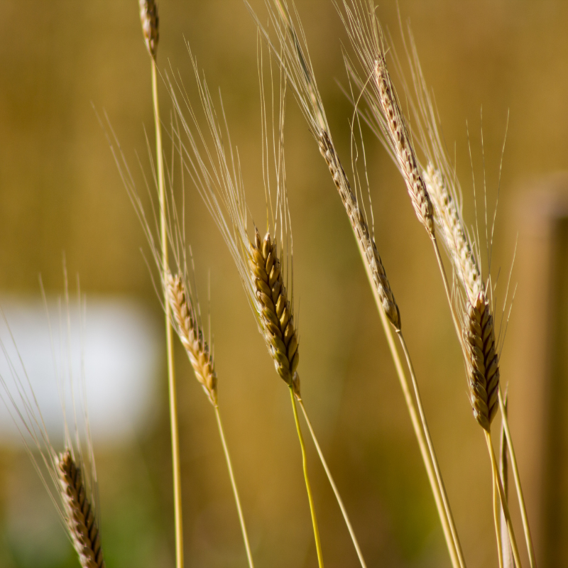 einkorn wheat seeds for planting Einkorn Grain Seeds – Organic, Heirloom (Triticum monococcum) The oldest cultivated wheat, nutrient-dense & easy to digest. Great for baking or