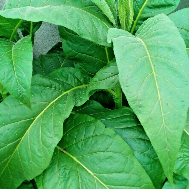tobacco auction Malawian tobacco farmers optimistic as prices get better-Xinhua tobacco auction Malawian tobacco farmers optimistic as prices get better-Xinhua