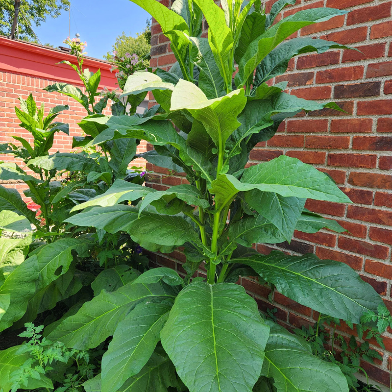 heirloom chewing tobacco seeds Black Mammoth Tobacco Seeds – Rare Heirloom with Bold, Smooth Flavor & Huge Leaves (Nicotiana tabacum) – Perfect for Home Growers heirloom chewing tobacco seeds Black Mammoth Tobacco Seeds – Rare Heirloom with Bold, Smooth Flavor & Huge Leaves (Nicotiana tabacum) – Perfect for Home Growers