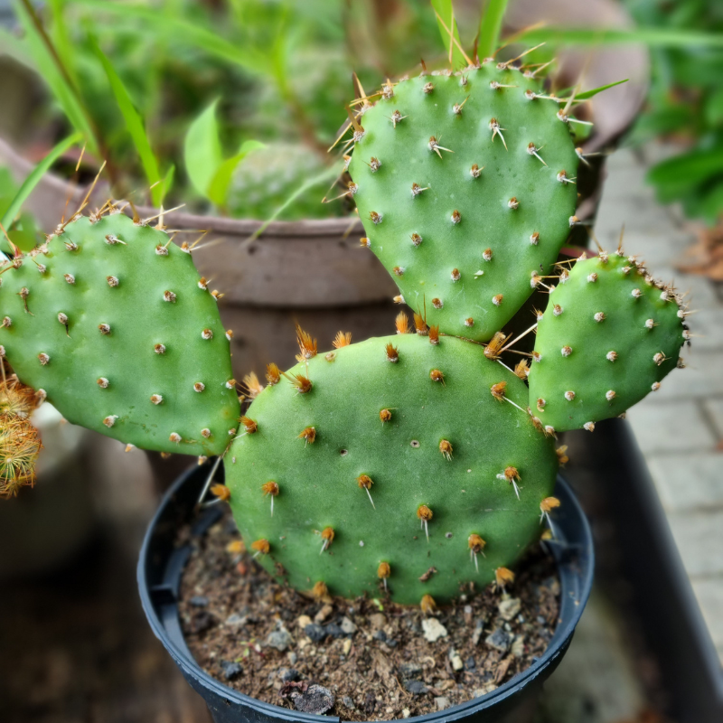 eastern prickly pear cactus seeds Eastern Prickly Pear Cactus Seeds – Cold-Hardy Native Cactus with Edible Pads & Fruit (Opuntia humifusa) – Drought-Tolerant Beauty