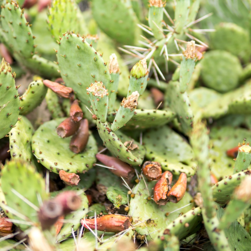 eastern prickly pear cactus seeds Eastern Prickly Pear Cactus Seeds – Cold-Hardy Native Cactus with Edible Pads & Fruit (Opuntia humifusa) – Drought-Tolerant Beauty