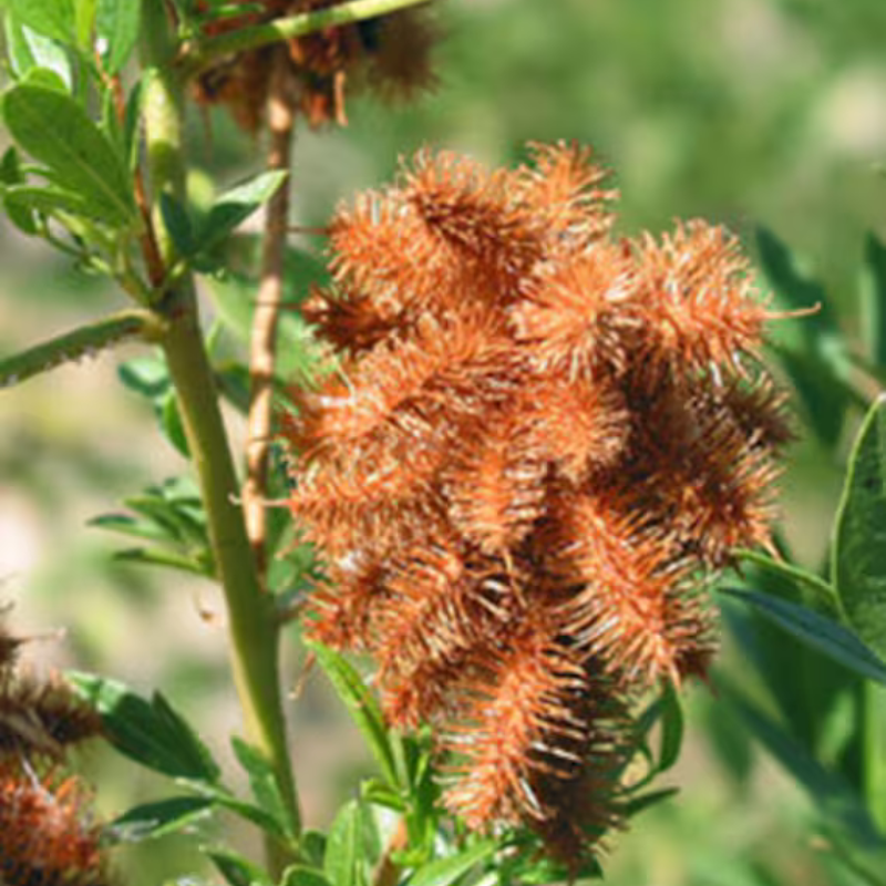plants with licorice seeds Wild Licorice Seeds – Rare Native Herb with Sweet Roots & Medicinal Us – Terra Mater Gardens