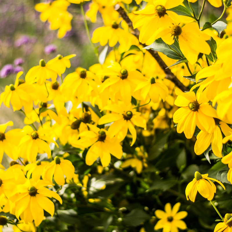 rare echinacea seeds Bush's Coneflower Seeds – Rare Yellow Echinacea Native to the Midwest (Echinacea paradoxa) – Long-Blooming Pollinator Plant