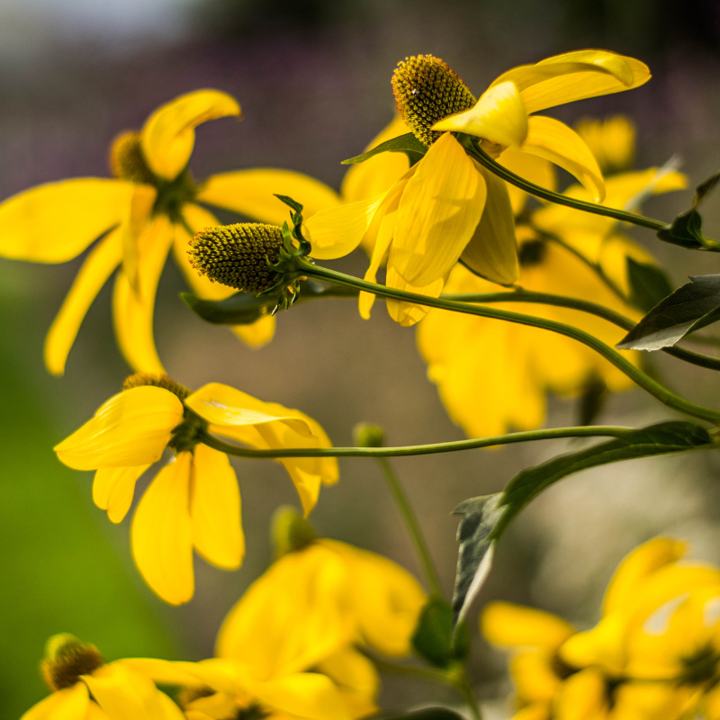 rare echinacea seeds Bush's Coneflower Seeds – Rare Yellow Echinacea Native to the Midwest –  Terra Mater Gardens