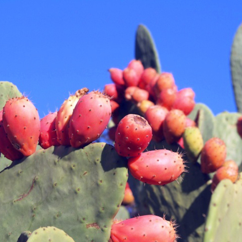 do goats eat prickly pear cactus Burbank Spineless Prickly Pear Seeds (Opuntia ficus-indica) Edible cactus pads and fruit without the spines; great for homesteads, animals, and