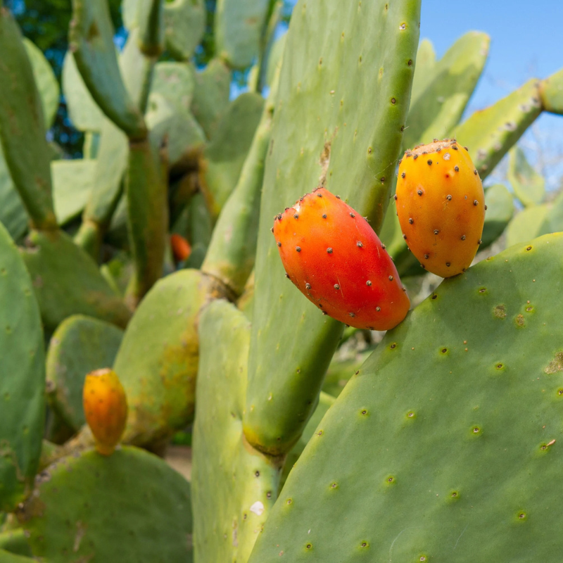 spineless prickly pear cactus fruit Burbank Spineless Prickly Pear Seeds (Opuntia ficus-indica) Edible cactus pads and fruit without the spines; great for homesteads, animals, and