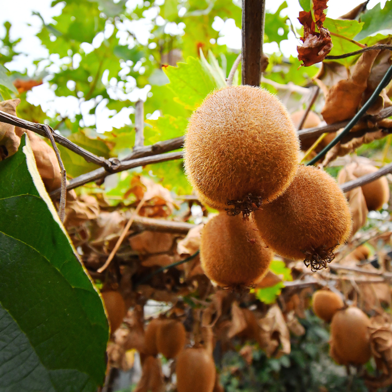 kiwi fruit plant seeds Organic Kiwi Seeds (Actinidia deliciosa) – Certified Organic Heirloom – Terra Mater Gardens
