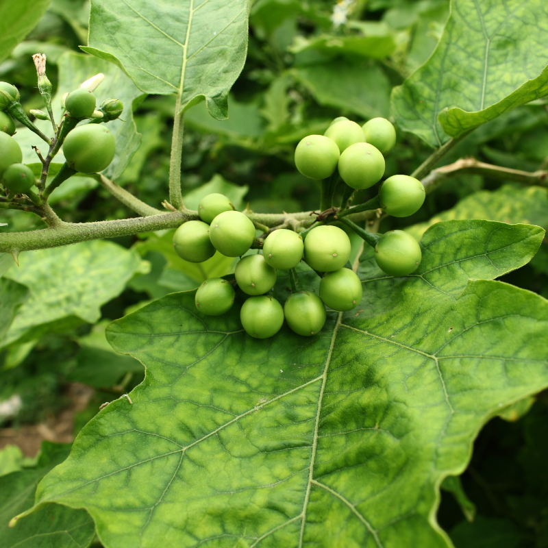 berry seeds for planting Turkey Berry Seeds / Thai Pea Eggplant (Solanum torvum) Hardy shrub pr – Terra Mater Gardens