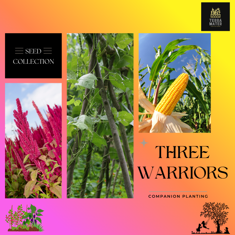 amaranth companion planting Companion Plant Seed Collection: The Three Warriors 🌱 Grow this  time-tested trio (Amaranth, Corn, Beans) that thrives together, natural  harmony, high