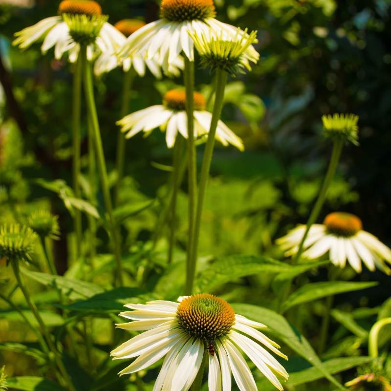 white swan echinacea seeds White Swan Echinacea Seeds (Echinacea purpurea) Elegant white blooms, – Terra Mater Gardens