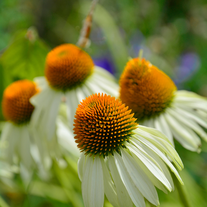 echinacea white swan seeds Echinacea Purpurea White Swan (Coneflower)