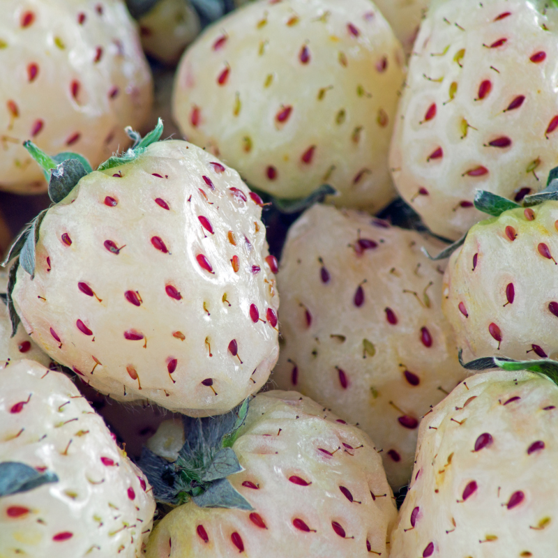 pineberry strawberry seeds Pineberry White Strawberry Seeds – Heirloom, Open-Pollinated