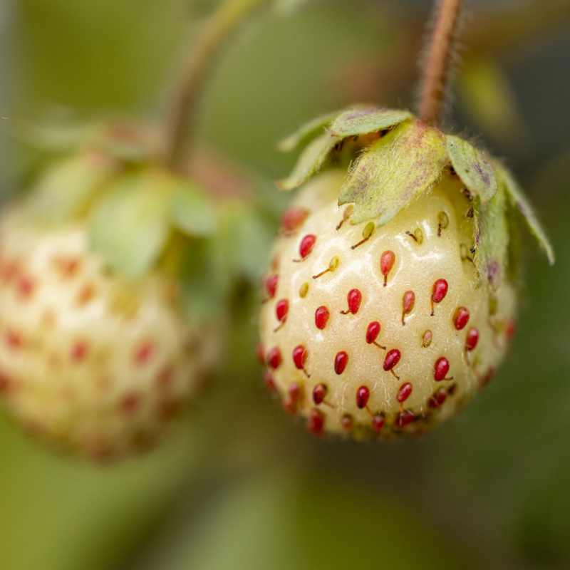 strawberry tree seeds Pineberry White Strawberry Seeds – Heirloom, Open-Pollinated
