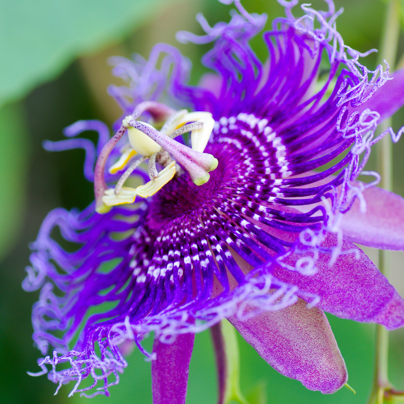 maypop passion flower seeds Passionflower 'Maypop' Seeds (Passiflora incarnata) – Heirloom, Open-P – Terra Mater Gardens