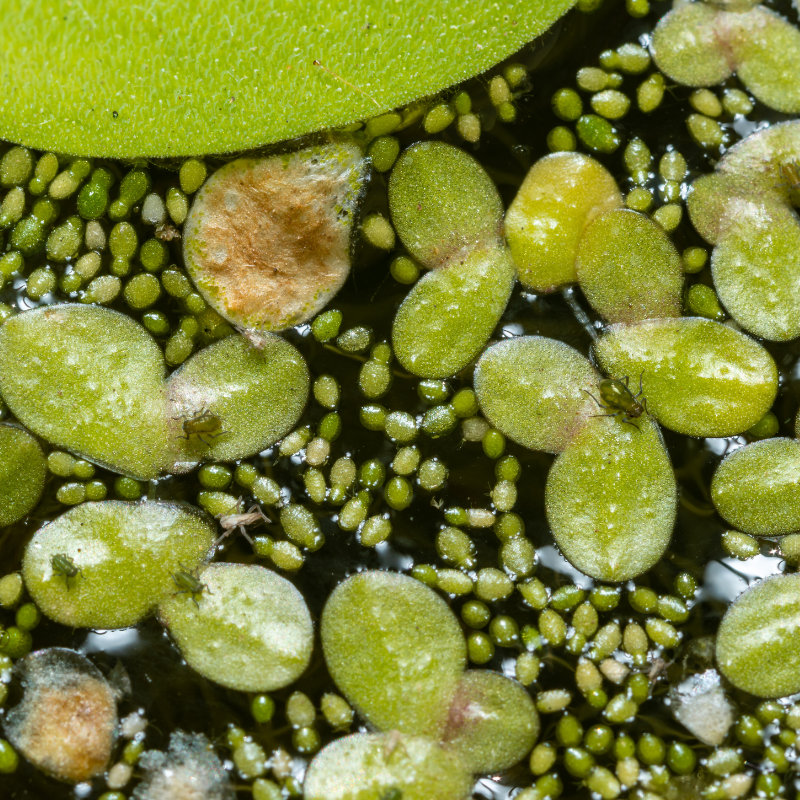 Wolffia Tree Wolffia Arrhiza Benefits