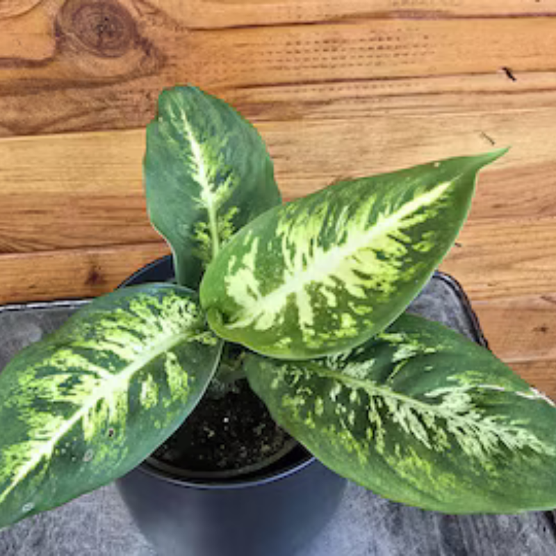 dieffenbachia sublime care Dieffenbachia ‘Sublime’ Plant Plug – Easy-care tropical foliage with bold green and creamy variegation; perfect for bright indoor spaces and air