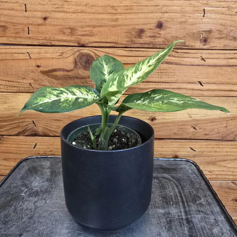dieffenbachia sublime care Dieffenbachia ‘Sublime’ Plant Plug – Easy-care tropical foliage with bold green and creamy variegation; perfect for bright indoor spaces and air