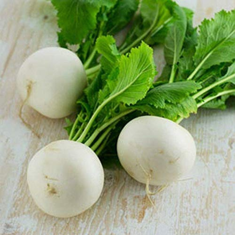 Philadelphia White Box Radish Organic Seeds – Compact heirloom ideal f ...