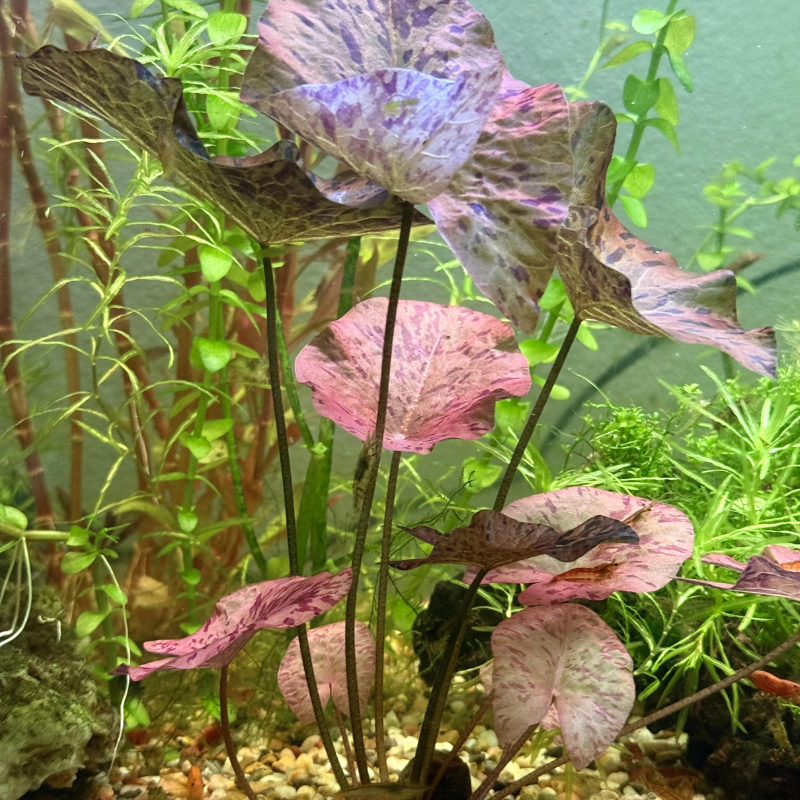 tiger lily aquatic plant Red Tiger Lotus (Nymphaea zenkeri) – Exotic centerpiece plant with bol – Terra Mater Gardens