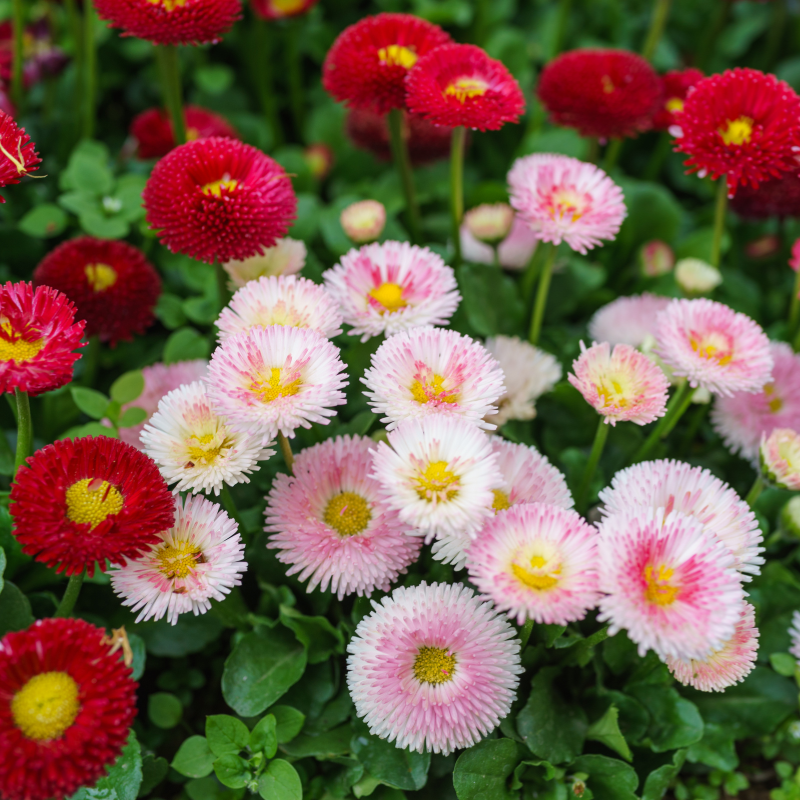 English Daisy Seeds ‘Pink, White & Red Mix’ (Bellis perennis) – Cheerf ...