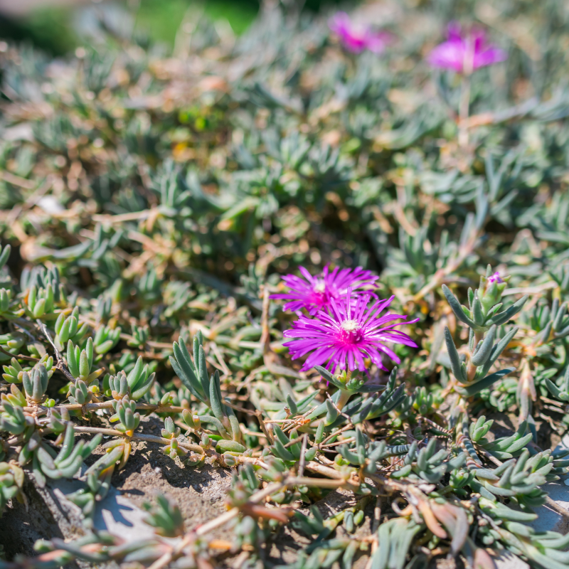 where to buy ice plant seeds Ice Plant Seeds (Delosperma cooperi) – Drought-tolerant succulent grou – Terra Mater Gardens