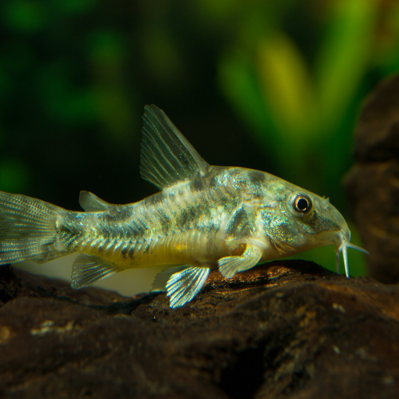 Peppered Corydoras Fish (Corydoras paleatus) – Hardy schooling catfish ...