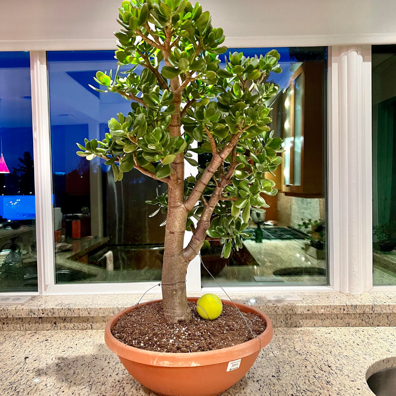 nature's wick succulent jade Crassula Ovata Plant Plug (Crassula ovata) – Easy-Care Succulent with Jade Green Leaves for Indoors or Containers