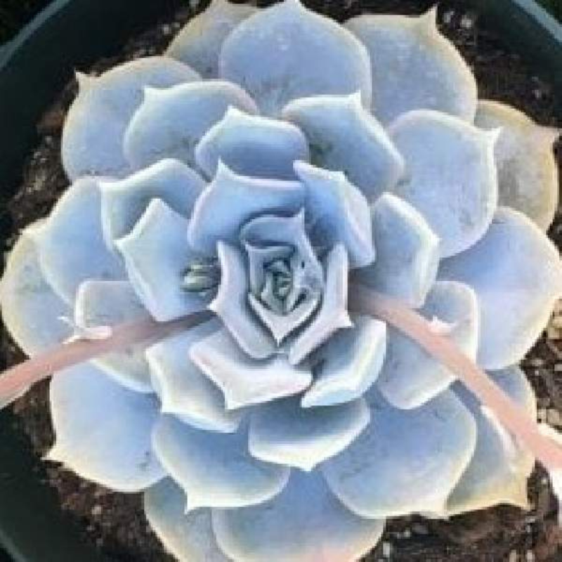 powder blue succulent Echeveria Giant Blue Plant Plug (Echeveria 'Giant Blue') – Large, Powder-Blue Rosettes for Sunny Spaces and Containers
